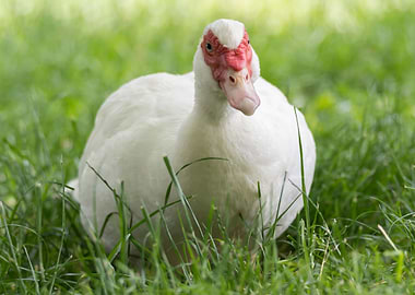 Muscovy duck