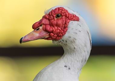 Muscovy duck