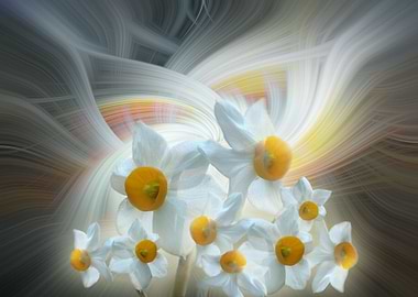 white daffodils twirl 4