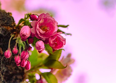 Close up cherry tree