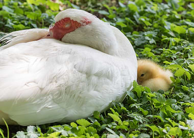 Muscovy duck