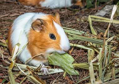 Guinea pigs eating