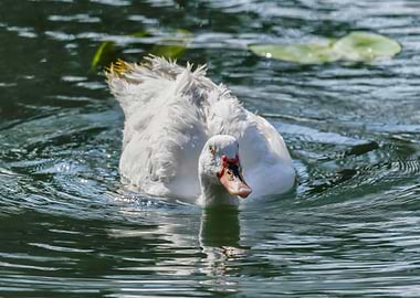 Muscovy duck on pond
