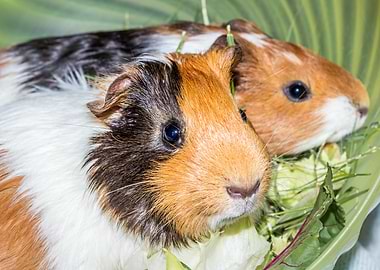 Guinea pigs eating