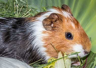 Guinea pigs eating
