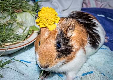 Guinea pigs eating