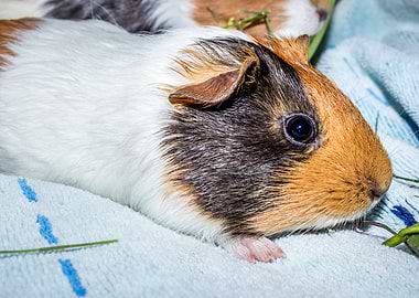 Guinea pigs eating