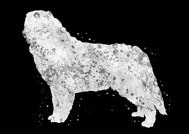 Bernese Mountain dog