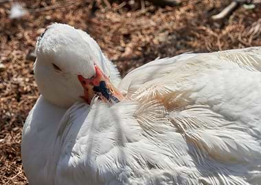 Muscovy duck hatching