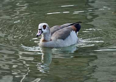 moorhen duck on lake