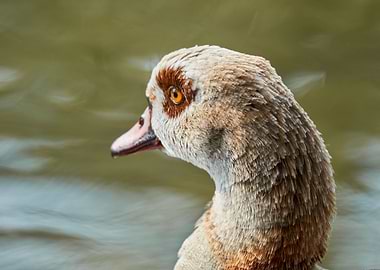 moorhen duck on lake