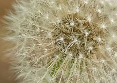 Dandelion seed head