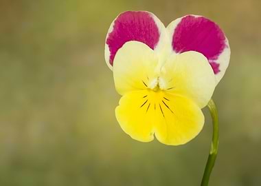 Colorful pansy closeup