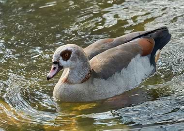 moorhen duck on lake