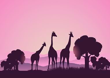Giraffes Animals Africa