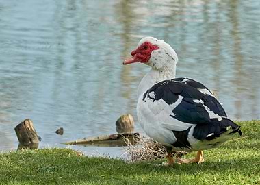 cairina moschata duck