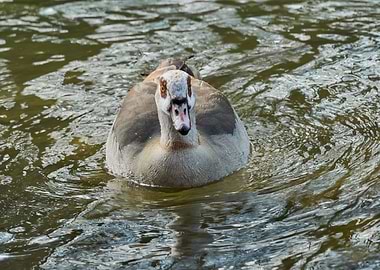 moorhen duck on lake