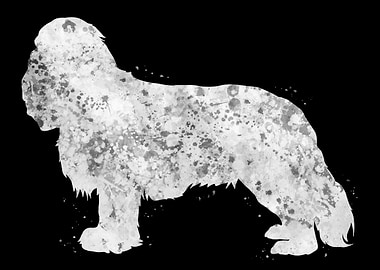 Cavalier King Charles dog