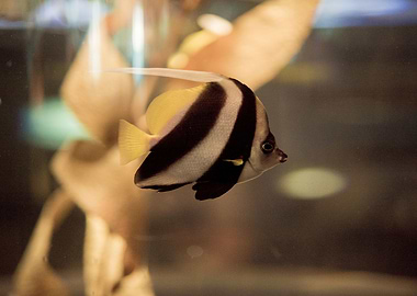 Freshwater Idol Fish