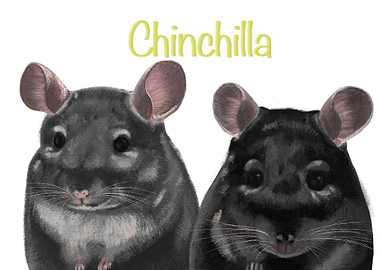 Chinchilla