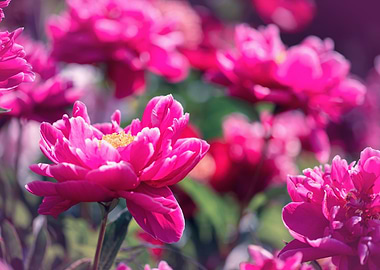 Pink peony flowers, macro