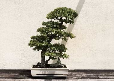 Unique bonsai