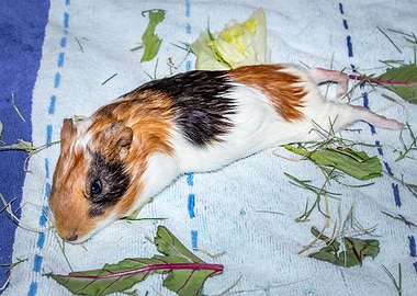 Guinea pigs relaxing