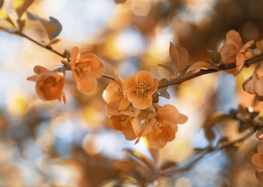 Orange flowers in garden