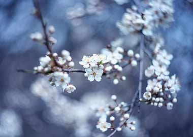 White flowers, impression