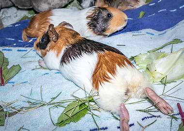 Guinea pigs relaxing