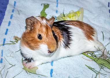 Guinea pigs relaxing