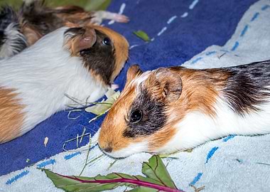 Guinea pigs relaxing