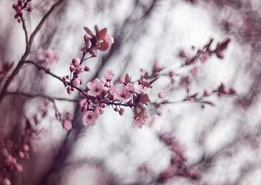 Pink flower cherry macro