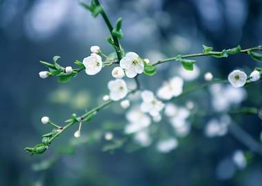 Spring white flower macro