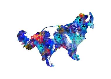 Cavalier King Spaniel