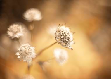 Flowers in my garden