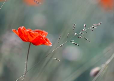 Red field poppy in meadow