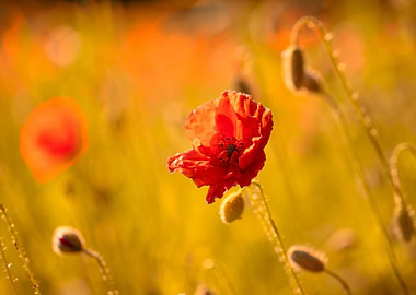 Red field poppies in glade