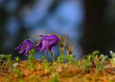 Dream grass in forest