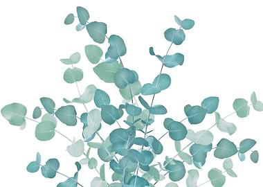 Eucalyptus Bouquet Dream 2