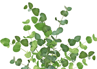 Eucalyptus Bouquet Dream 1