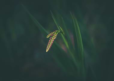 Little pieces of earth