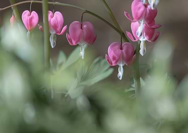 Blooming Bleeding Hearts