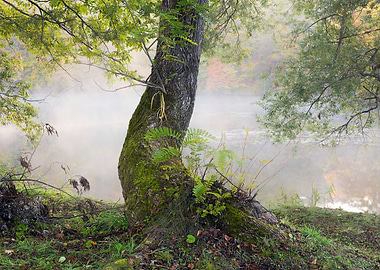 Autumn Lake View in Japan