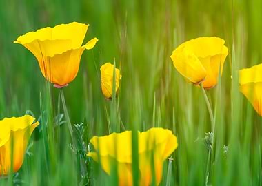 Poppies Among Grass