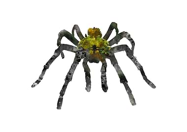 Tarantula