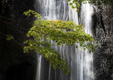 Maple leaves by the waterf