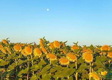 Sunflowers with moon