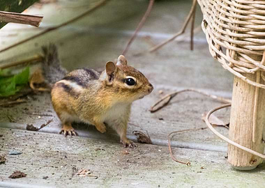 Chipmunk