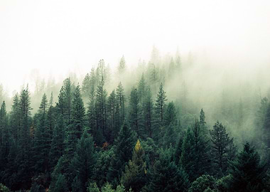 Foggy Forest Trees Nature